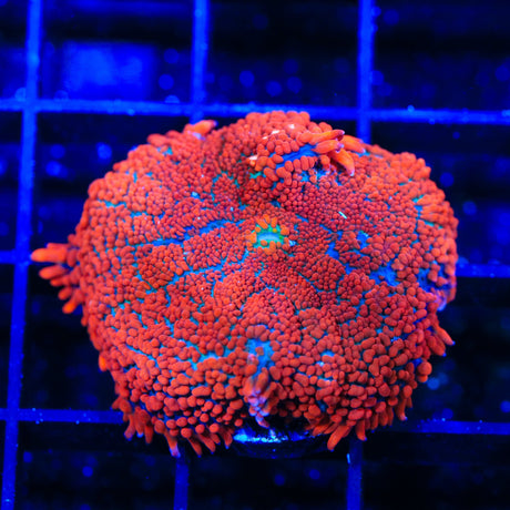 Ultra Rhodactis Mushroom Coral