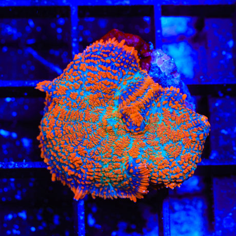 Ultra Rhodactis Mushroom Coral