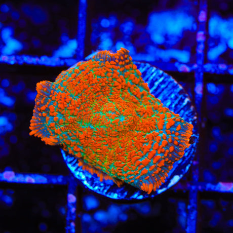 Ultra Rhodactis Mushroom Coral