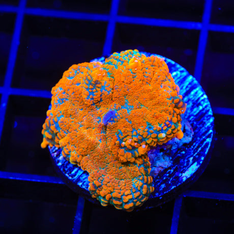 Ultra Rhodactis Mushroom Coral