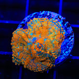 Ultra Rhodactis Mushroom Coral