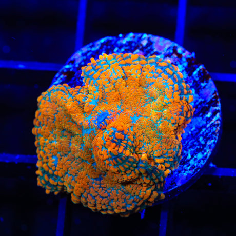 Ultra Rhodactis Mushroom Coral