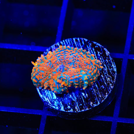Ultra Rhodactis Mushroom Coral