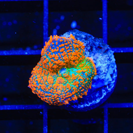 Ultra Rhodactis Mushroom Coral