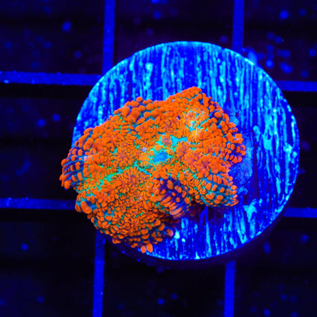 Ultra Rhodactis Mushroom Coral