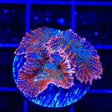 Ultra Rhodactis Mushroom Coral
