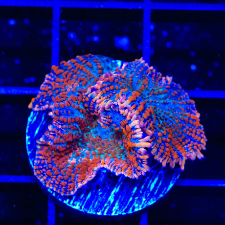 Ultra Rhodactis Mushroom Coral