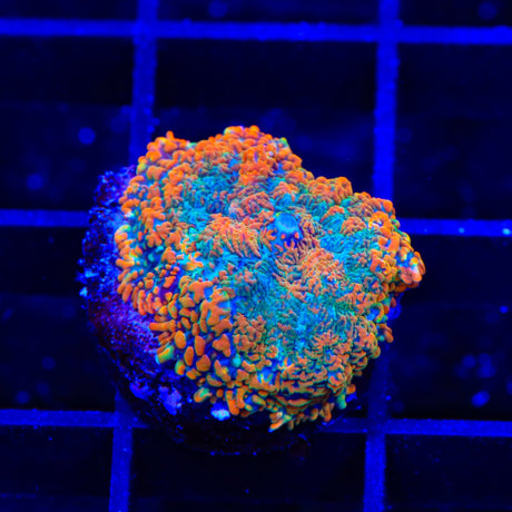 Ultra Rhodactis Mushroom Coral