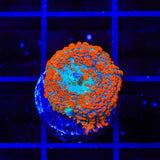 Ultra Rhodactis Mushroom Coral