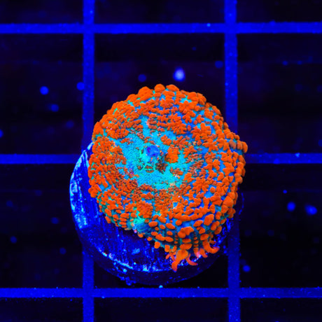 Ultra Rhodactis Mushroom Coral