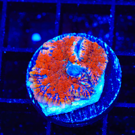 Ultra Rhodactis Mushroom Coral