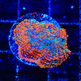 Ultra Rhodactis Mushroom Coral
