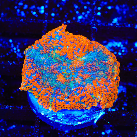 Ultra Rhodactis Mushroom Coral