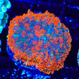 Ultra Rhodactis Mushroom Coral