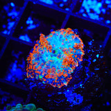 Ultra Rhodactis Mushroom Coral