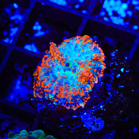 Ultra Rhodactis Mushroom Coral