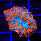 Ultra Rhodactis Mushroom Coral