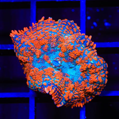 Ultra Rhodactis Mushroom Coral