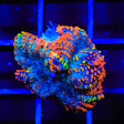 Ultra Rhodactis Mushroom Coral