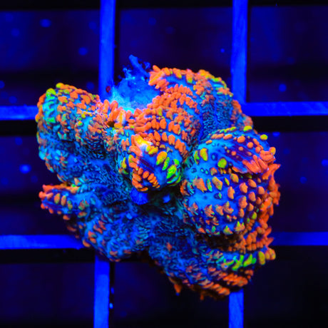Ultra Rhodactis Mushroom Coral