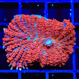 Ultra Rhodactis Mushroom Coral