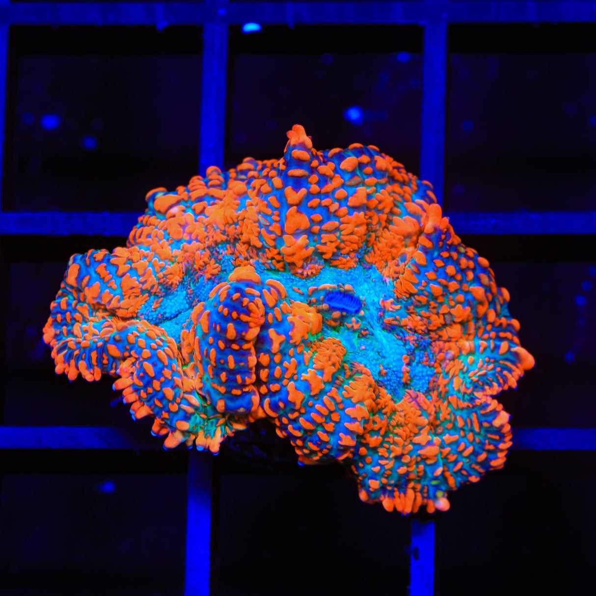 Ultra Rhodactis Mushroom Coral