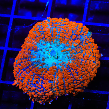 Ultra Rhodactis Mushroom Coral