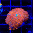 Ultra Rhodactis Mushroom Coral