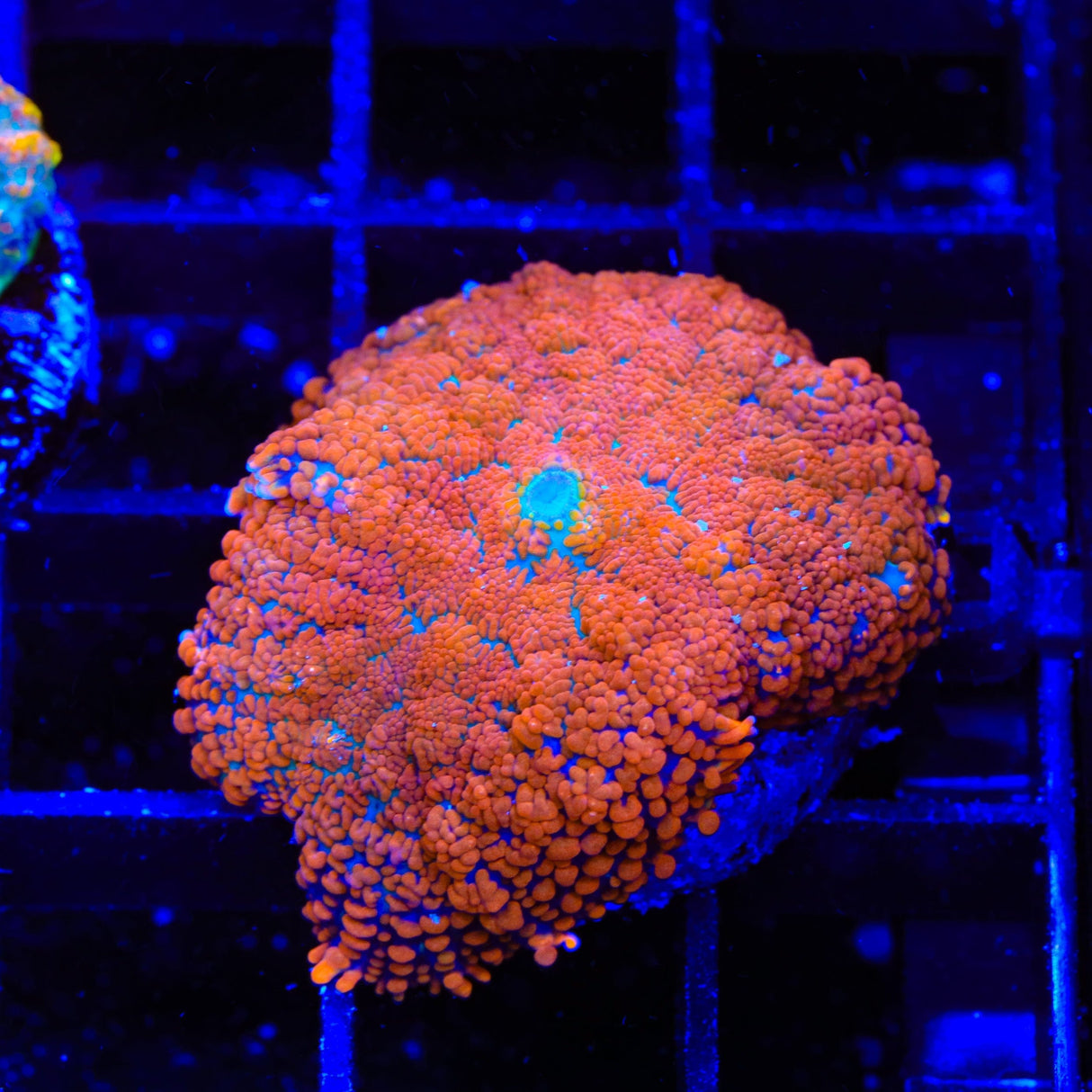 Ultra Rhodactis Mushroom Coral