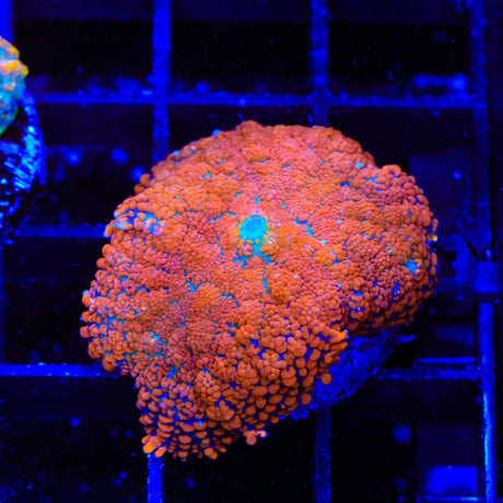 Ultra Rhodactis Mushroom Coral