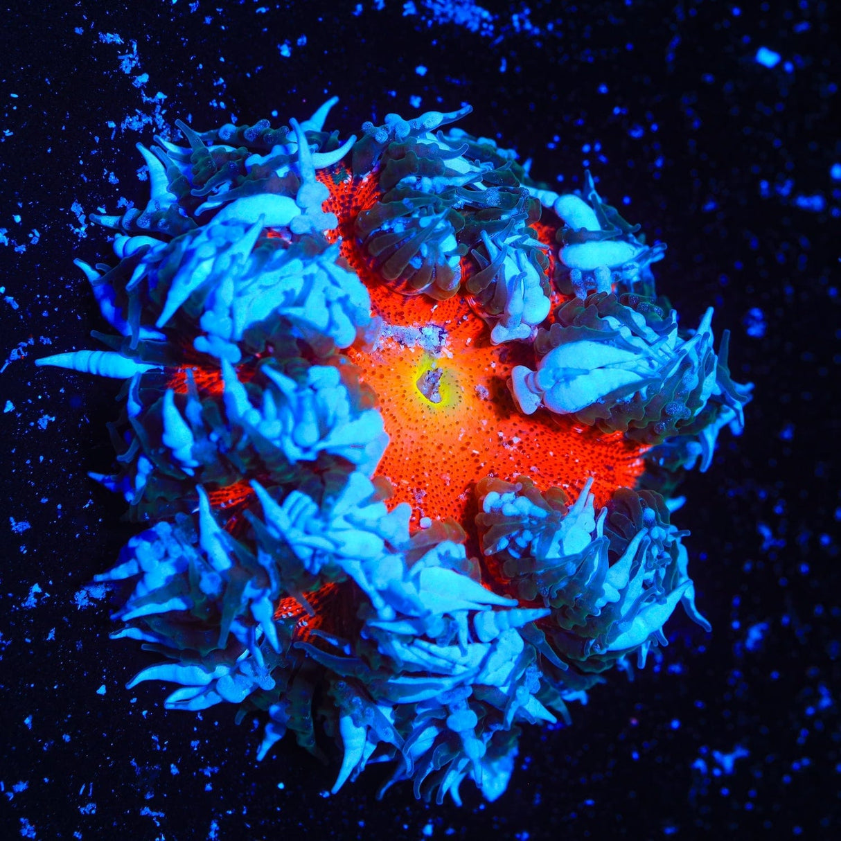 Ultra Rock Flower Anemone