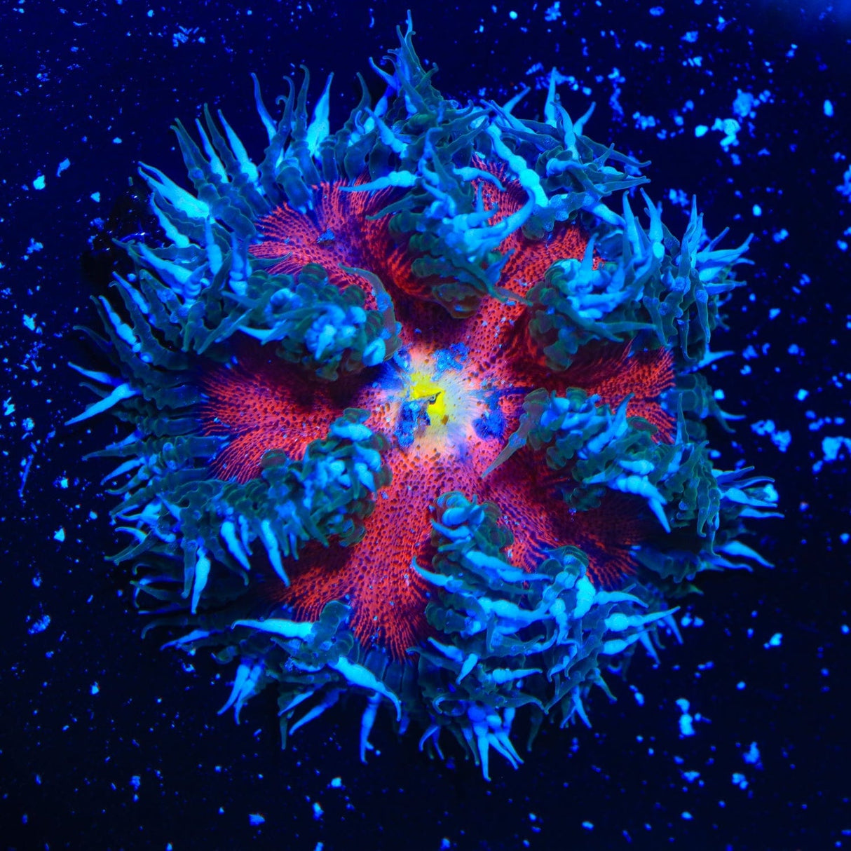 Ultra Rock Flower Anemone