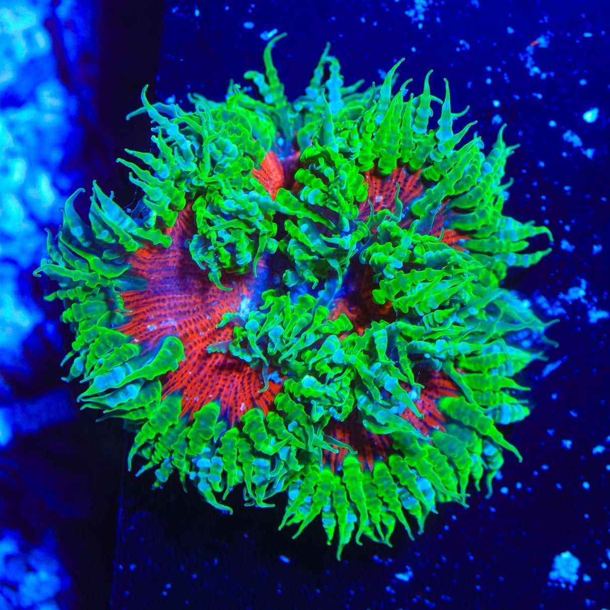 Ultra Rock Flower Anemone