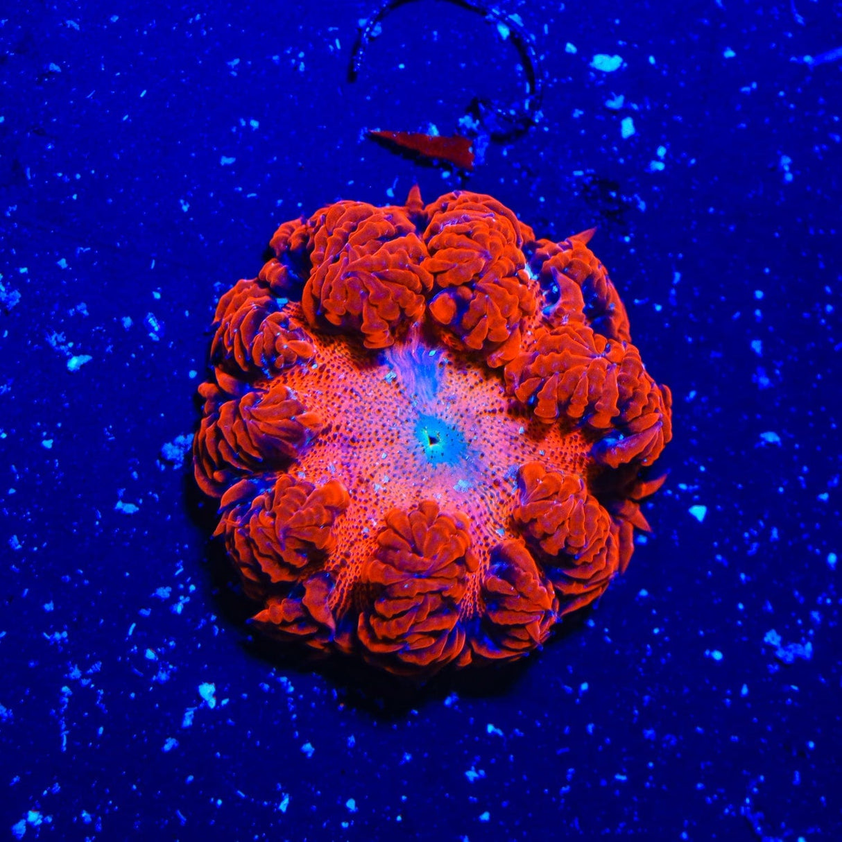 Ultra Rock Flower Anemone