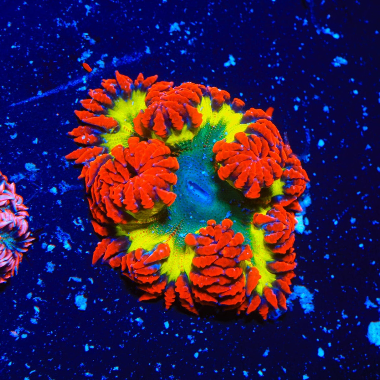 Ultra Rock Flower Anemone