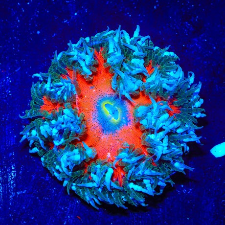 Ultra Rock Flower Anemone