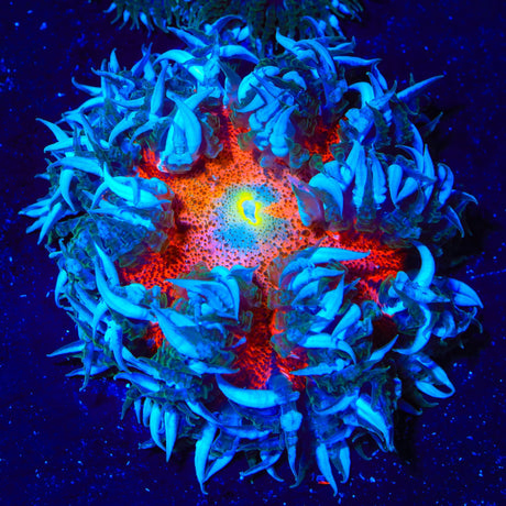 Ultra Rock Flower Anemone
