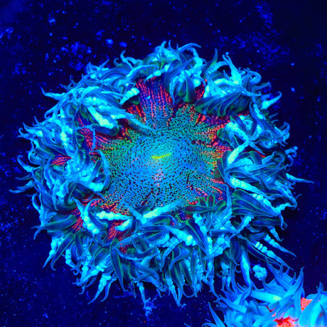 Ultra Rock Flower Anemone