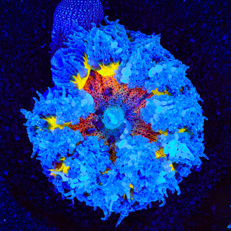 Ultra Rock Flower Anemone