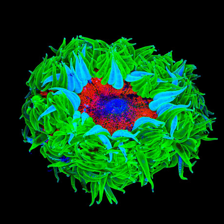 Ultra Rock Flower Anemone