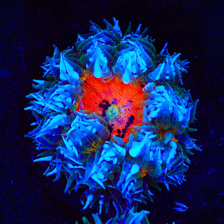Ultra Rock Flower Anemone