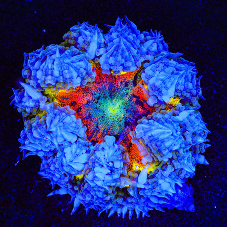 Ultra Rock Flower Anemone