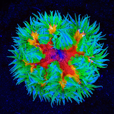 Ultra Rock Flower Anemone