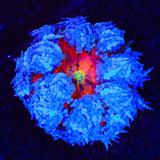 Ultra Rock Flower Anemone