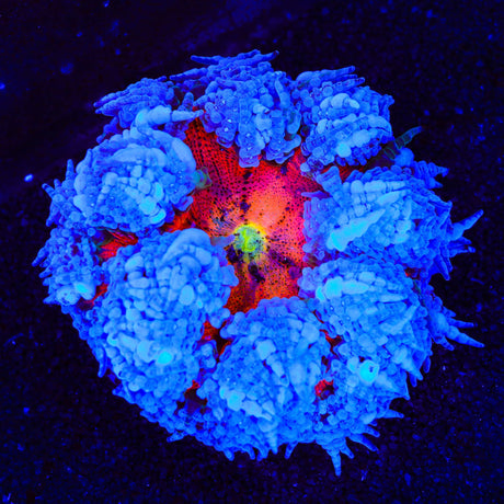Ultra Rock Flower Anemone