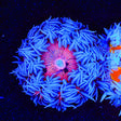 Ultra Rock Flower Anemone