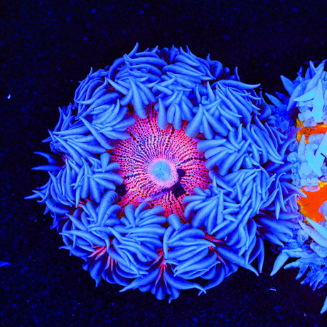 Ultra Rock Flower Anemone