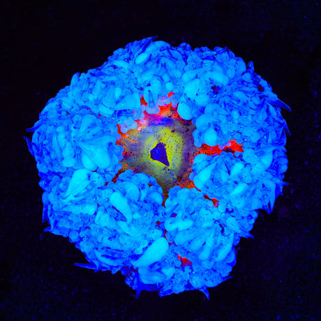Ultra Rock Flower Anemone