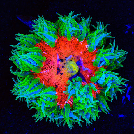 Ultra Rock Flower Anemone