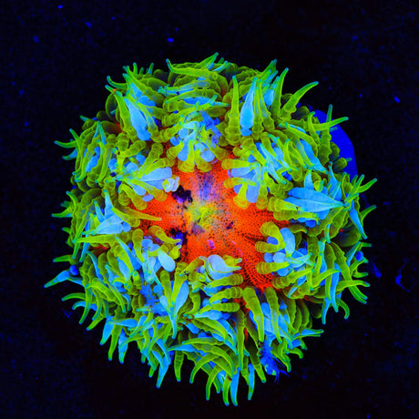 Ultra Rock Flower Anemone